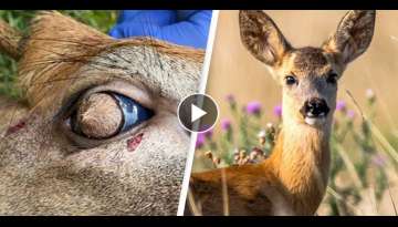 Deer With Hairy Eyeballs Found Roaming Around Tennessee Suburb